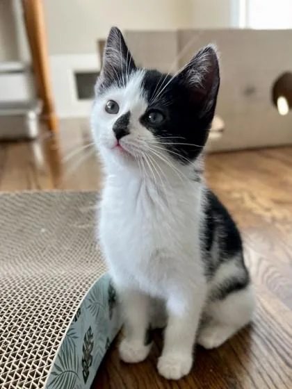 A baby small-sized male Domestic Short Hair cat named Kit Kat for adoption in Ringoes, NJ