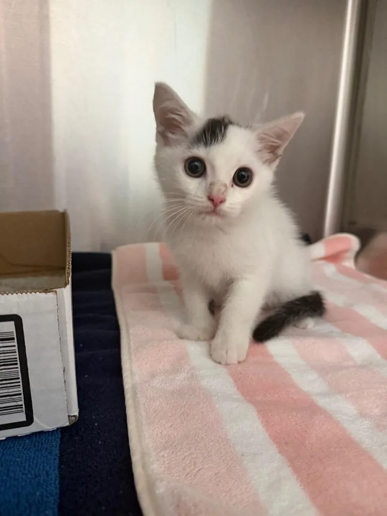 A baby small-sized male Domestic Short Hair cat named Racer for adoption in Cape Coral, FL