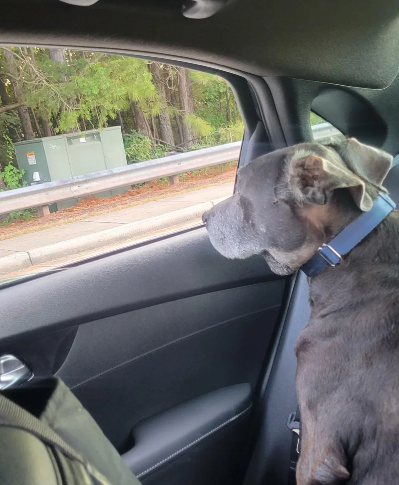 Root Beer thumbnail 3