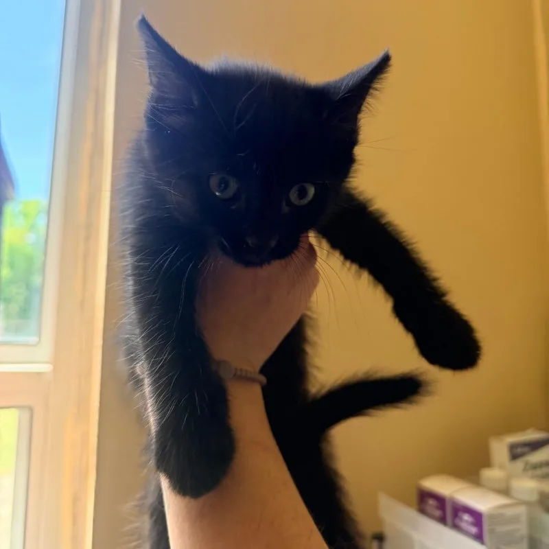 A baby small-sized male Black Domestic Short Hair cat named Tolly for adoption in Corinth, MS