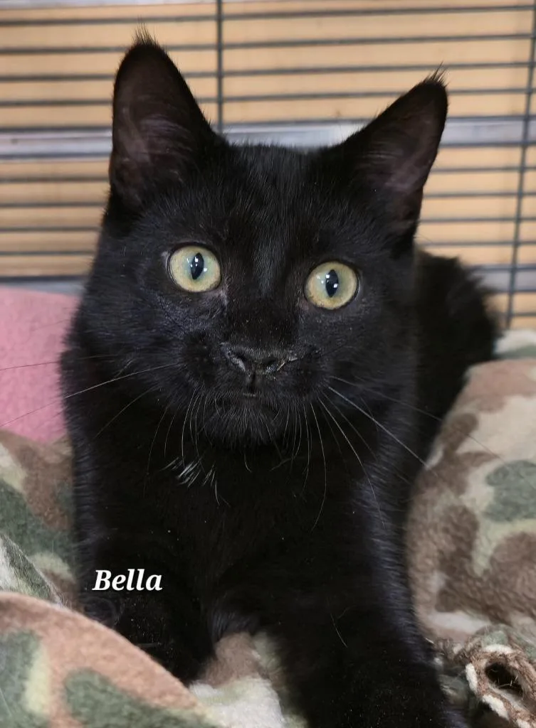 A young medium-sized female Domestic Short Hair cat named Bella for adoption in Cedar Rapids, IA