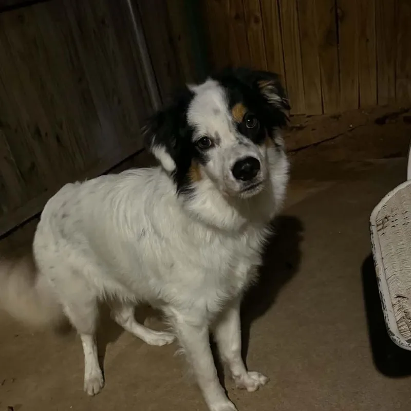 An adult small-sized male Australian Shepherd dog named Rowdy for adoption in Odessa, TX