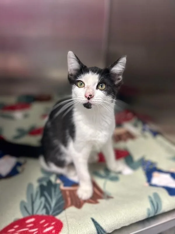 A young medium-sized female Black Domestic Short Hair cat named Elizabeth for adoption in Wooster, OH