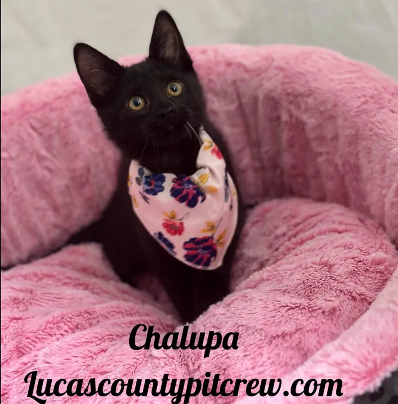 A baby medium-sized female Black Domestic Short Hair cat named Chalupa for adoption in Toledo, OH