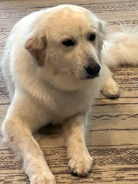 A young large-sized female White / Cream Great Pyrenees dog named Gracie for adoption in Falmouth, ME