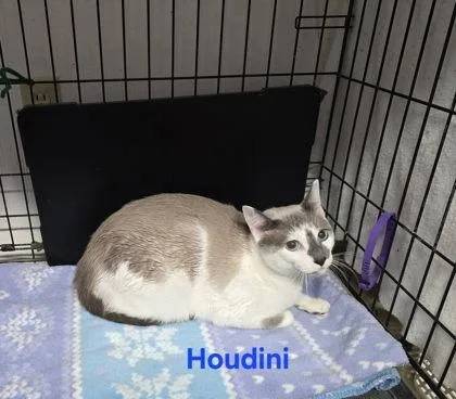 An adult medium-sized male Siamese cat named Houdini for adoption in Fairfax, VA