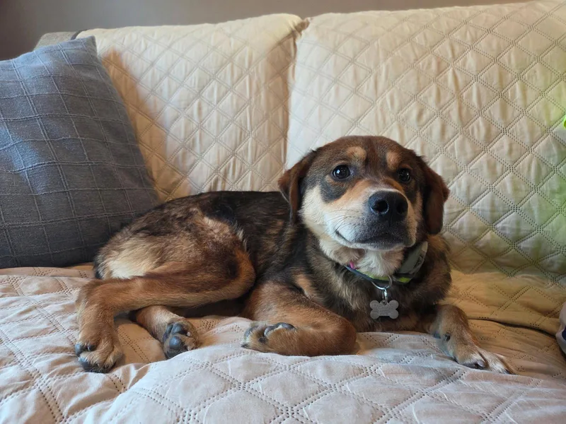 Chocolata thumbnail 3