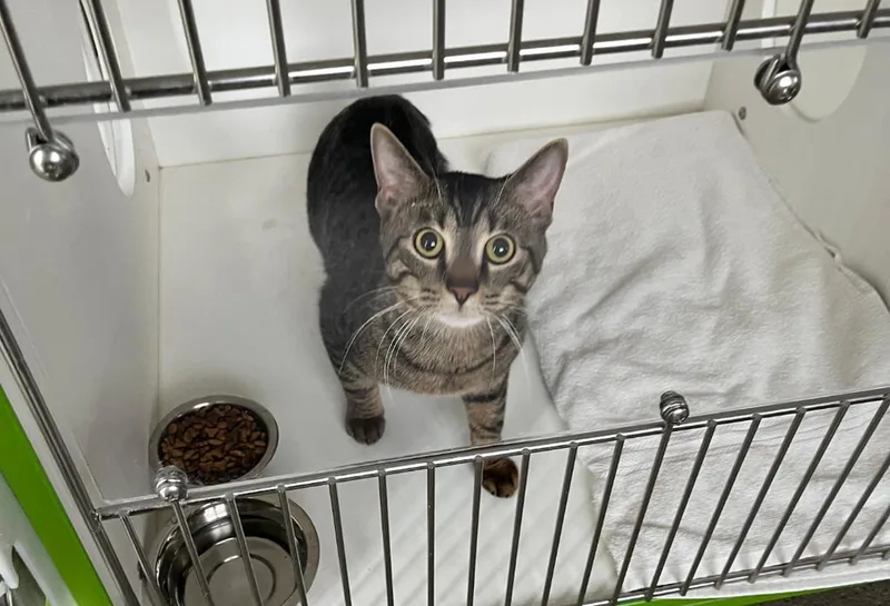 A young small-sized male American Shorthair cat named Skye for adoption in Greenfield, IN