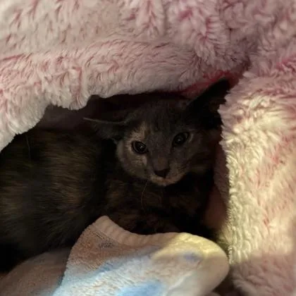 A baby small-sized female Domestic Short Hair cat named Speckles for adoption in Merriam, KS