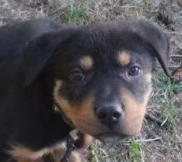 A baby large-sized male Bicolor Rottweiler dog named Meatball for adoption in Polson, MT