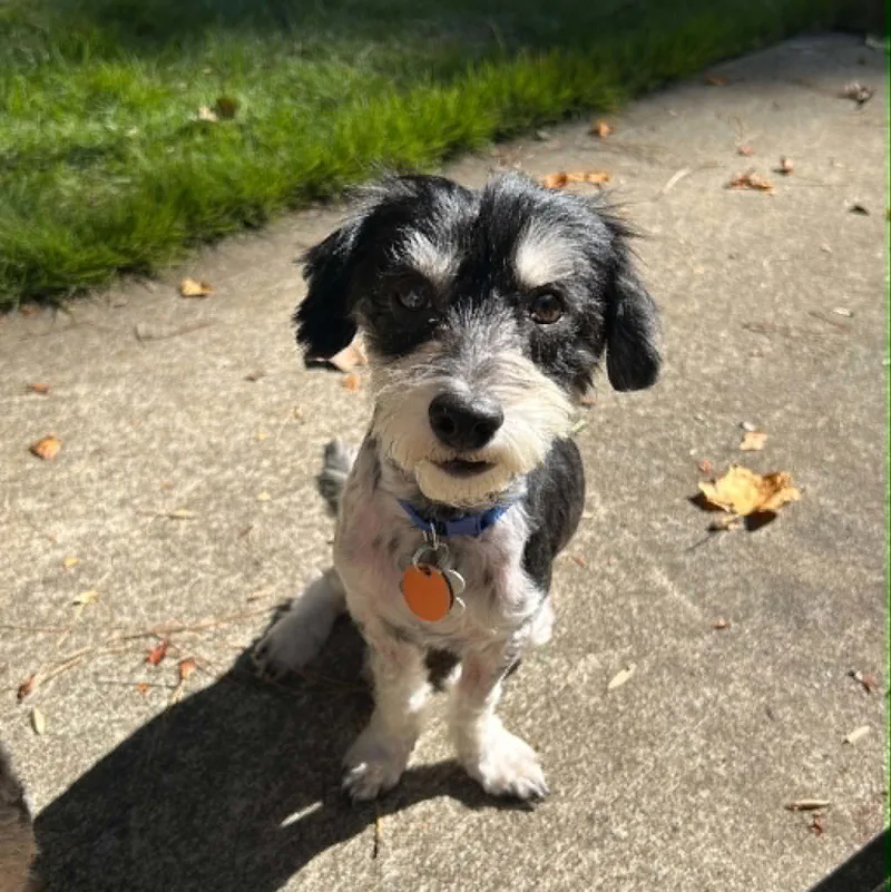 An adult medium-sized male Standard Poodle dog named Rocky the Poodle for adoption in Holly Springs, NC