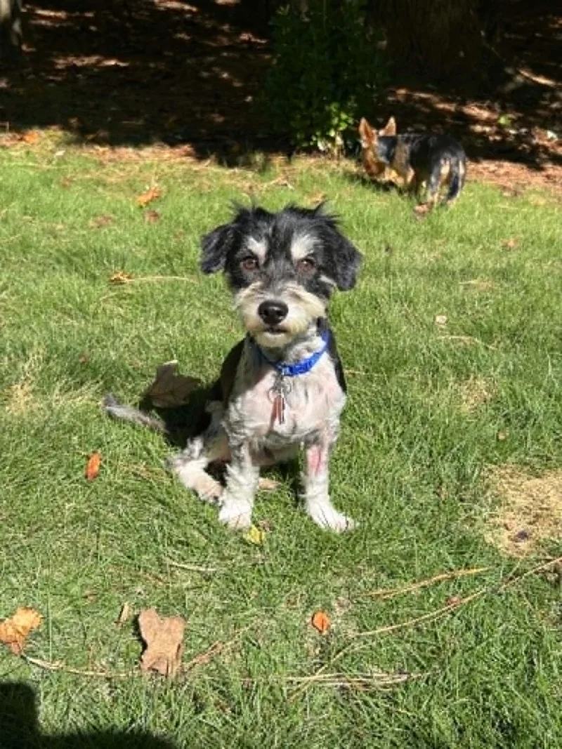 Rocky the Poodle thumbnail 2