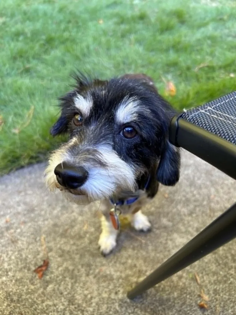 Rocky the Poodle thumbnail 3