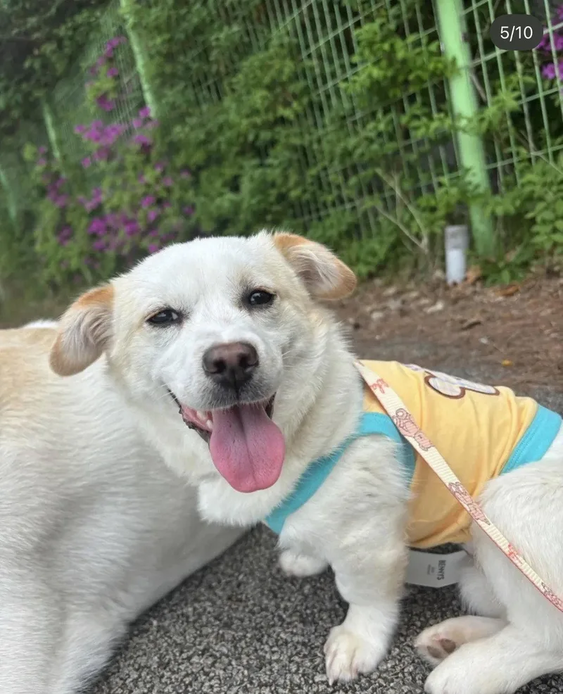 A baby small-sized female Corgi dog named Richeu for adoption in Agoura Hills, CA