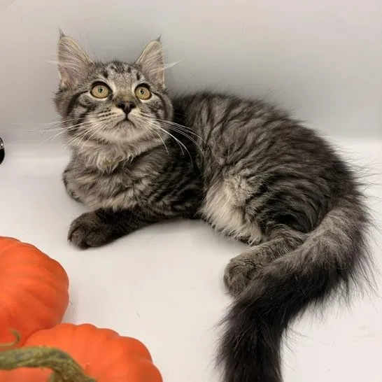 A baby medium-sized male Domestic Long Hair cat named Mustard for adoption in Springfield, MO