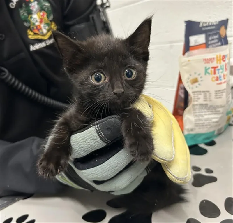 A baby small-sized female Domestic Short Hair cat named Raena for adoption in Derwood, MD