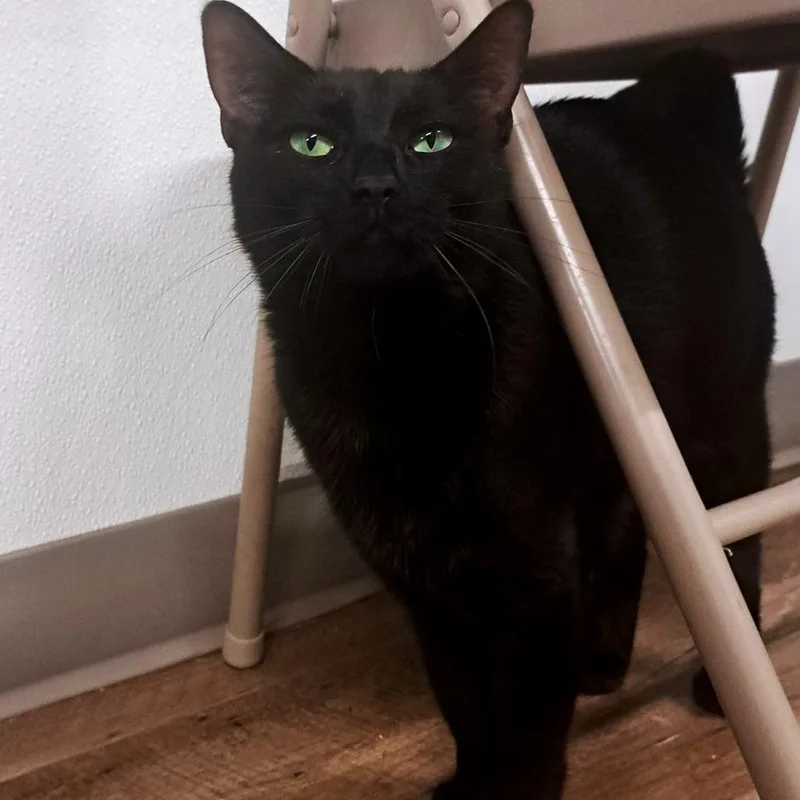 Princess Fiona thumbnail 2