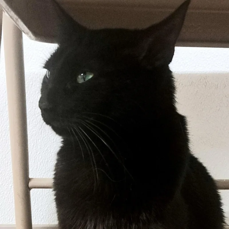 Princess Fiona thumbnail 3