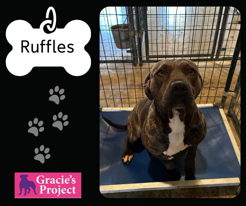 An adult medium-sized female Brindle American Bulldog dog named Ruffles for adoption in Canyon, TX