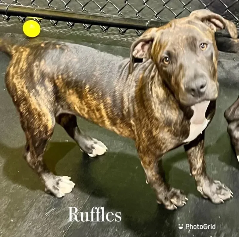 Ruffles thumbnail 2