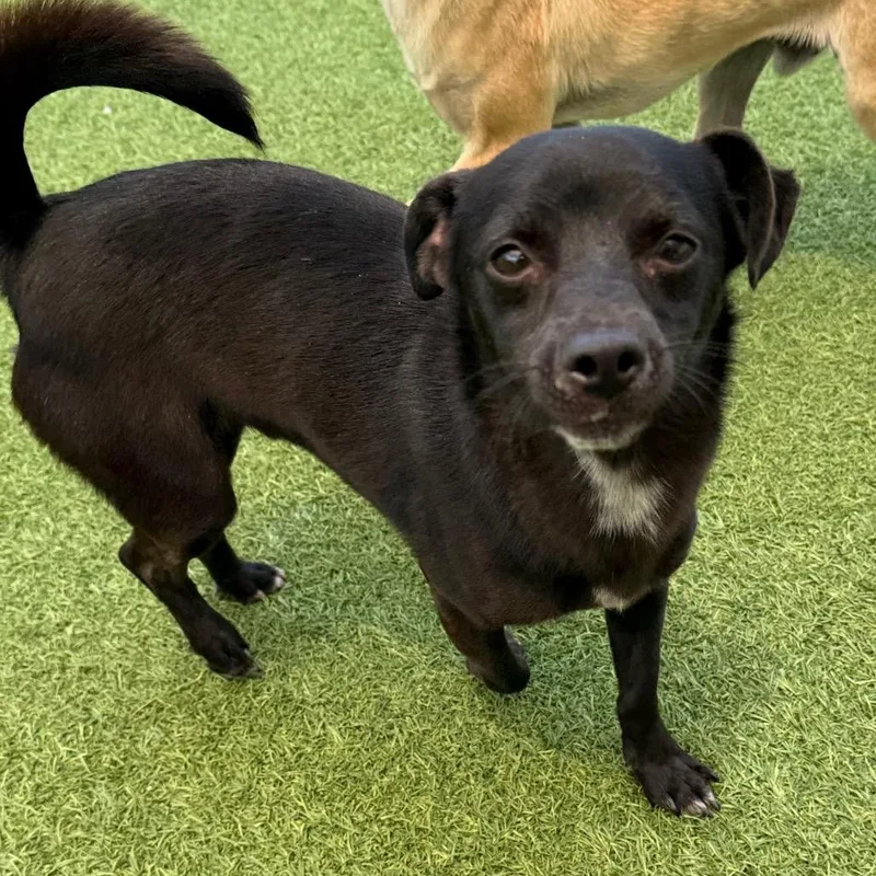 An adult small-sized male Black Chihuahua dog named Chance for adoption in LOXAHATCHEE, FL