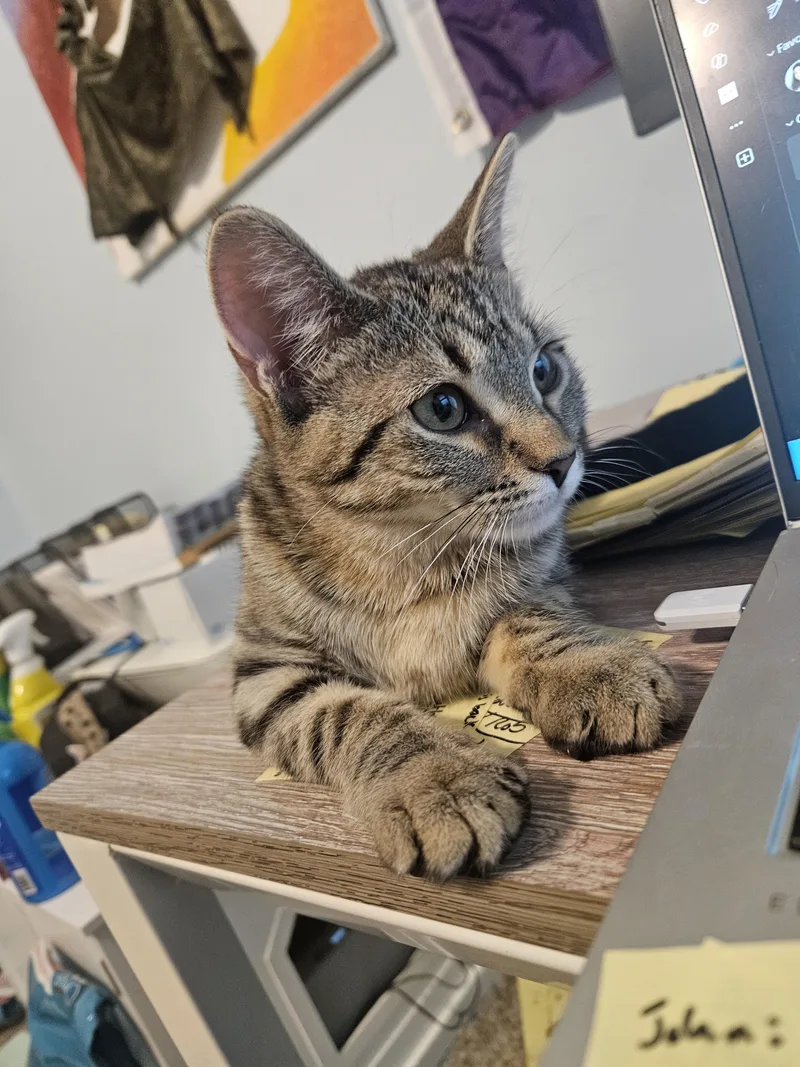 A baby small-sized female Tabby (Brown / Chocolate) Domestic Short Hair cat named Laverne for adoption in Columbus, OH