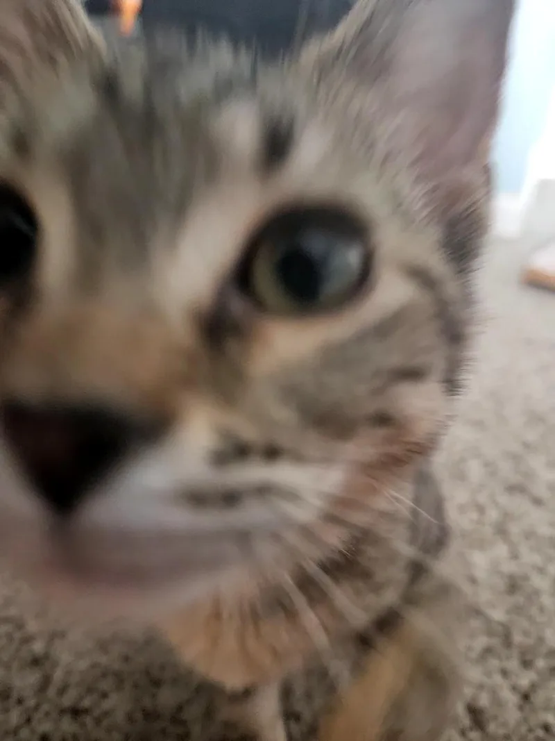 Laverne thumbnail 4