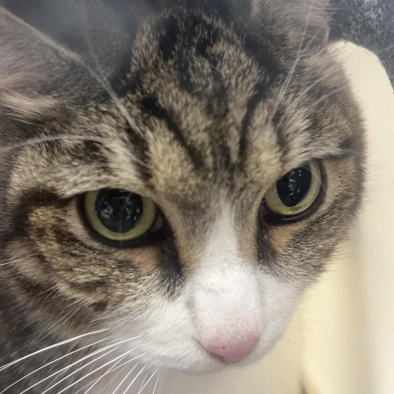 A senior extra large-sized male Domestic Short Hair cat named Whiskey for adoption in Marshall, VA
