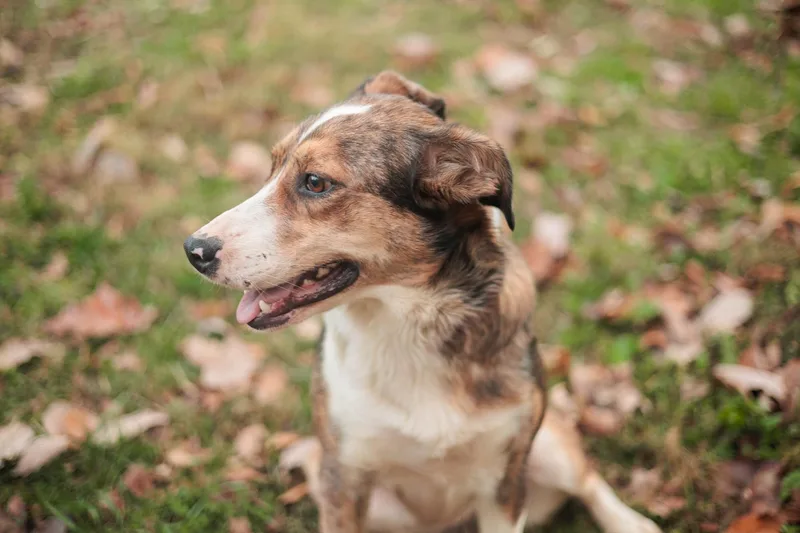 An adult medium-sized female Australian Shepherd dog named Sgaeyl Transport for adoption in Gradyville, KY
