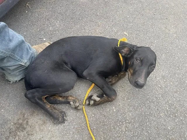 A young large-sized female Doberman Pinscher dog named Jelly for adoption in Fairfield, CA