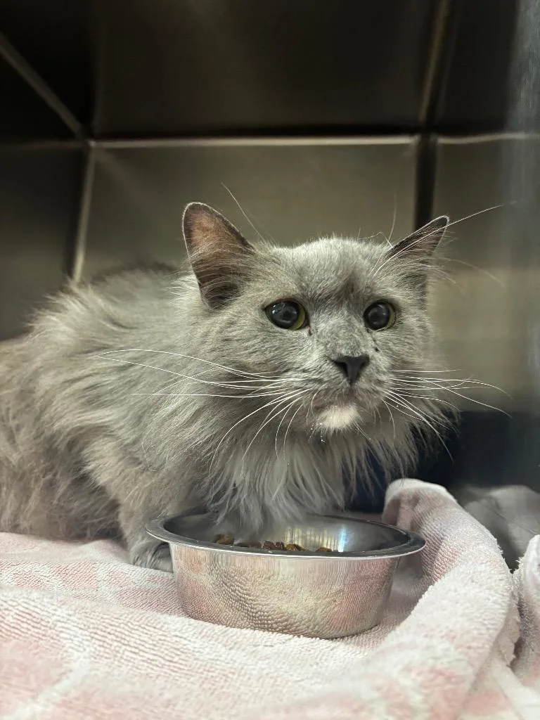 A young medium-sized male Domestic Medium Hair cat named Slate for adoption in Lima, OH