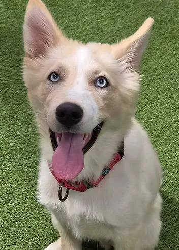 A young medium-sized male Shepherd dog named Casey Affleck for adoption in Racine, WI