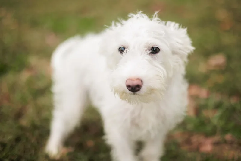 A young small-sized male Miniature Poodle dog named Tobias  Transport for adoption in Gradyville, KY