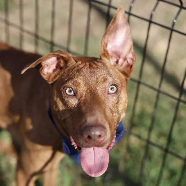 A young medium-sized male Retriever dog named Daniel for adoption in San Antonio, TX