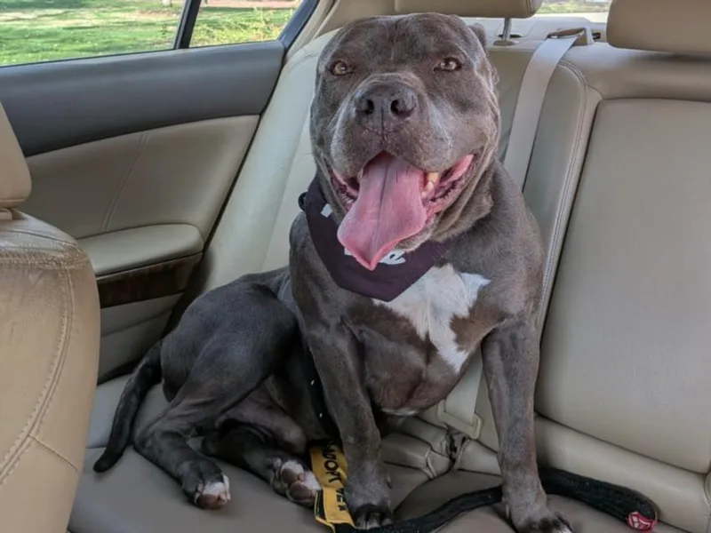 A young medium-sized male Pit Bull Terrier dog named Peewee for adoption in Chapel Hill, NC