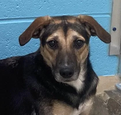 An adult medium-sized female Terrier dog named Jill for adoption in Cincinnati, OH