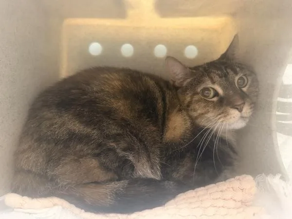 A senior medium-sized female Domestic Short Hair cat named Zara for adoption in Ridgewood, NY