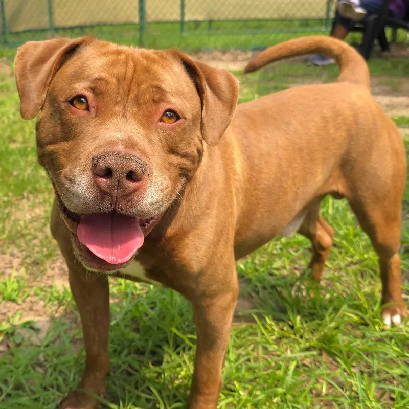 An adult medium-sized male Brown / Chocolate Mixed Breed dog named Brutus for adoption in Michigan City, IN