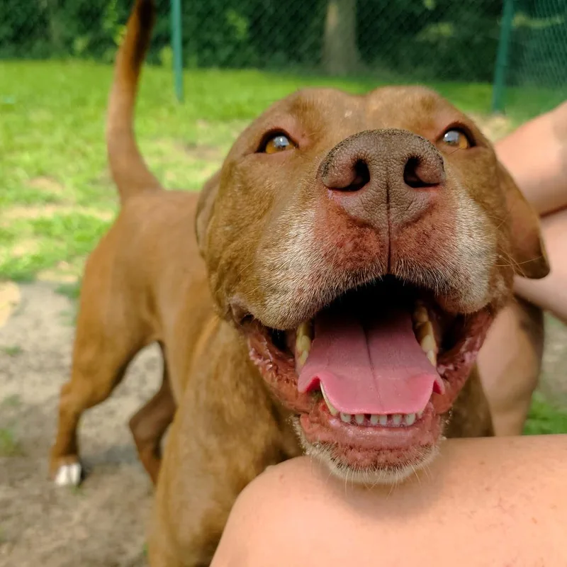 Brutus thumbnail 2