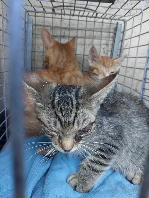 A baby small-sized male Domestic Short Hair cat named Reid for adoption in Fort Lauderdale, FL
