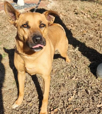 A young medium-sized male Shepherd dog named Austin for adoption in Tyler, TX