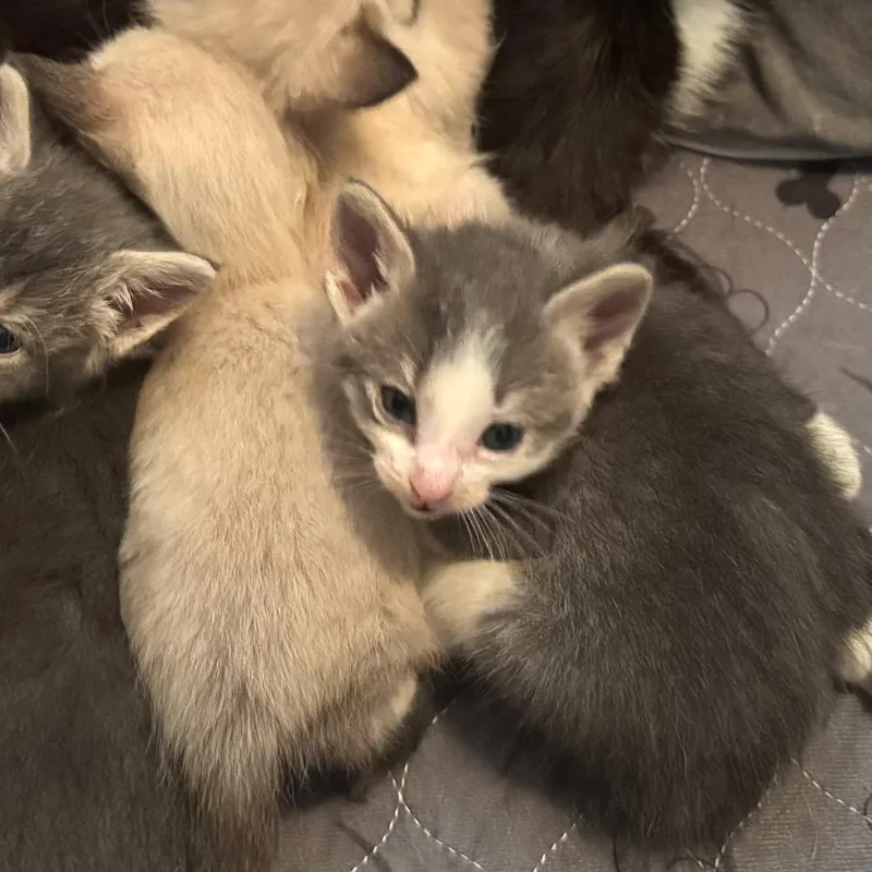 A baby small-sized male Gray / Blue / Silver Domestic Short Hair cat named Marble for adoption in Ferndale, MI