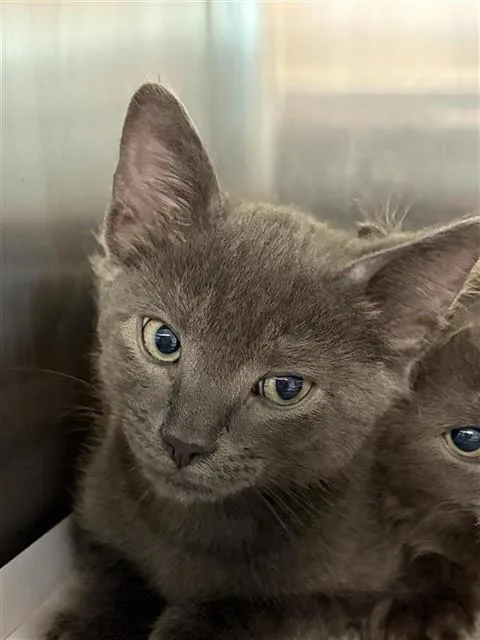 A baby small-sized male Domestic Short Hair cat named Storm for adoption in Houston, TX