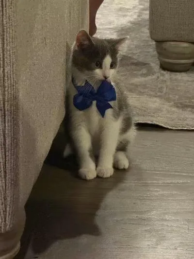 A baby medium-sized male Gray & White Domestic Short Hair cat named Archer for adoption in Mokena, IL