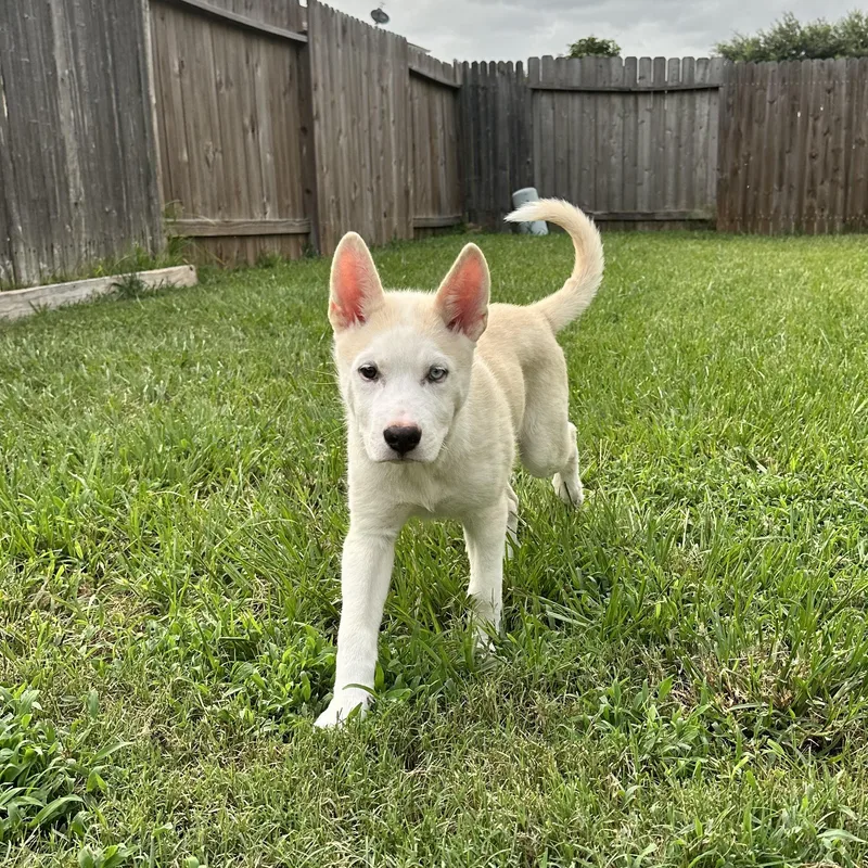 A baby medium-sized male Husky dog named Kodiak for adoption in Houston, TX