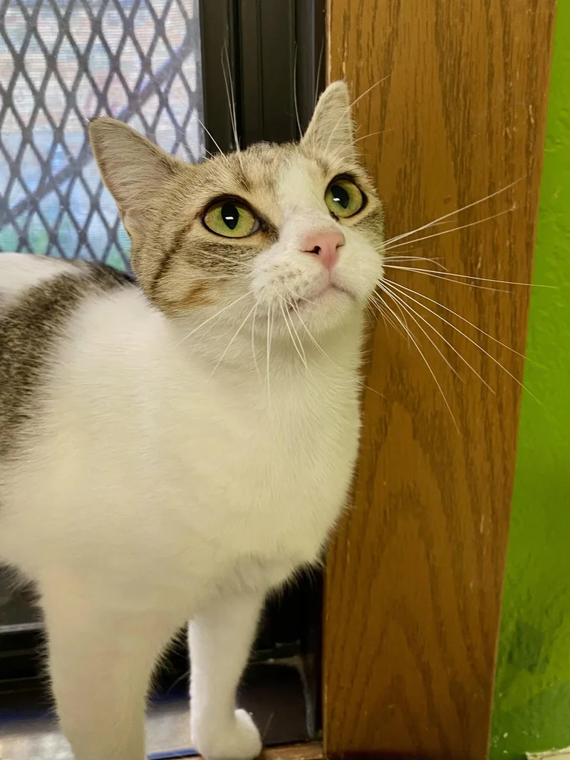 An adult medium-sized female Domestic Short Hair cat named Syrup for adoption in Fargo, ND
