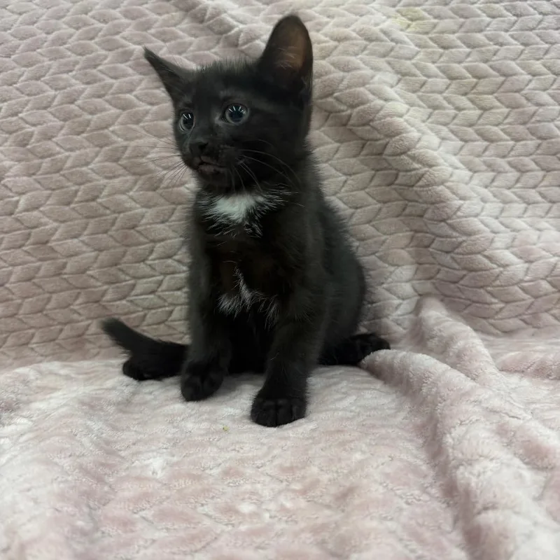 A baby small-sized female Black Domestic Short Hair cat named Persephone for adoption in Raleigh, NC
