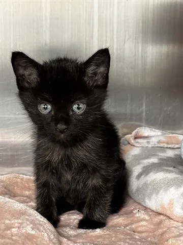 A baby small-sized male Domestic Short Hair cat named Aspen for adoption in San Martin, CA