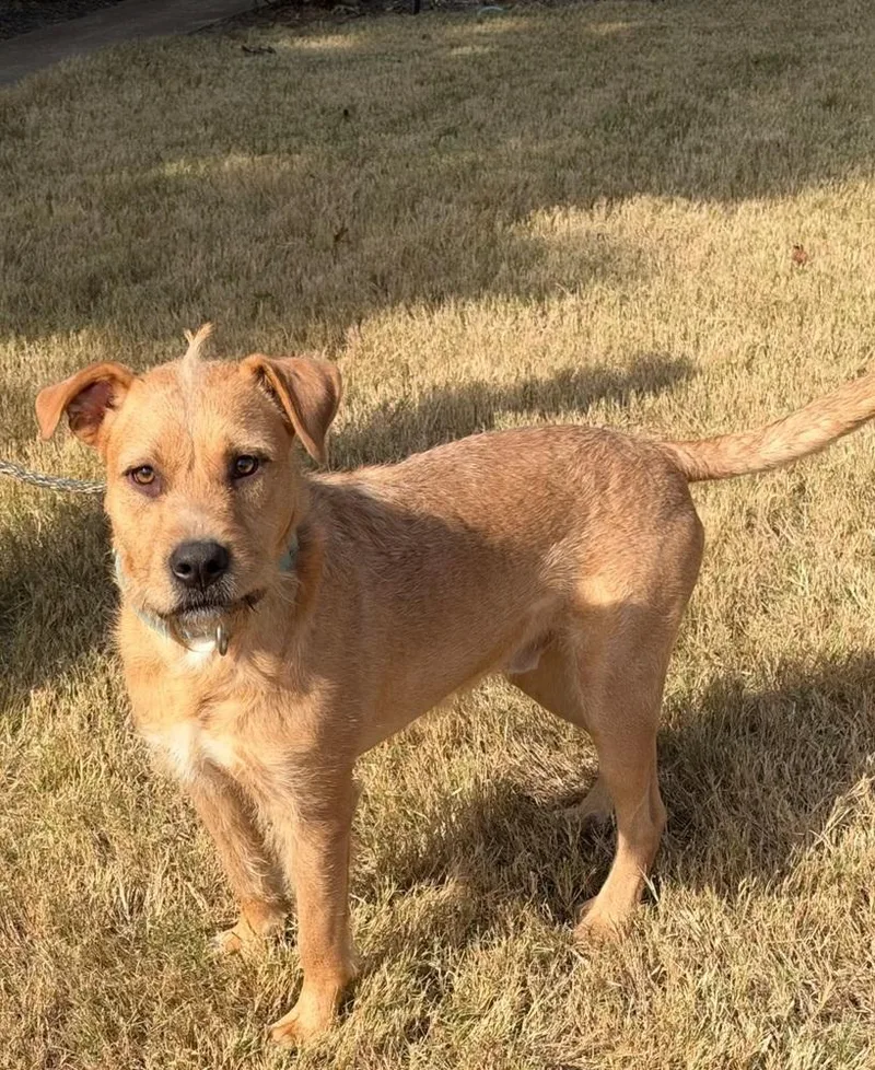 A young medium-sized male White / Cream Terrier dog named Sam for adoption in Horn Lake, MS