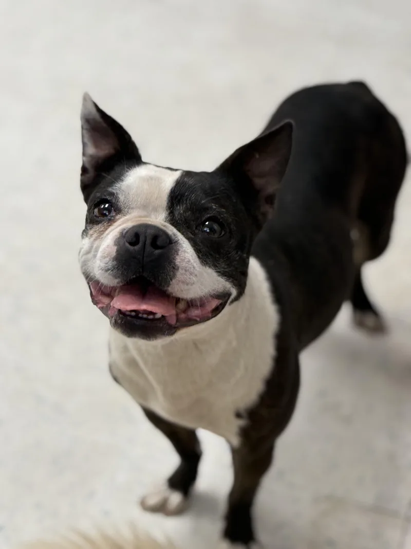 An adult small-sized female Boston Terrier dog named Bean for adoption in Oakdale, CA